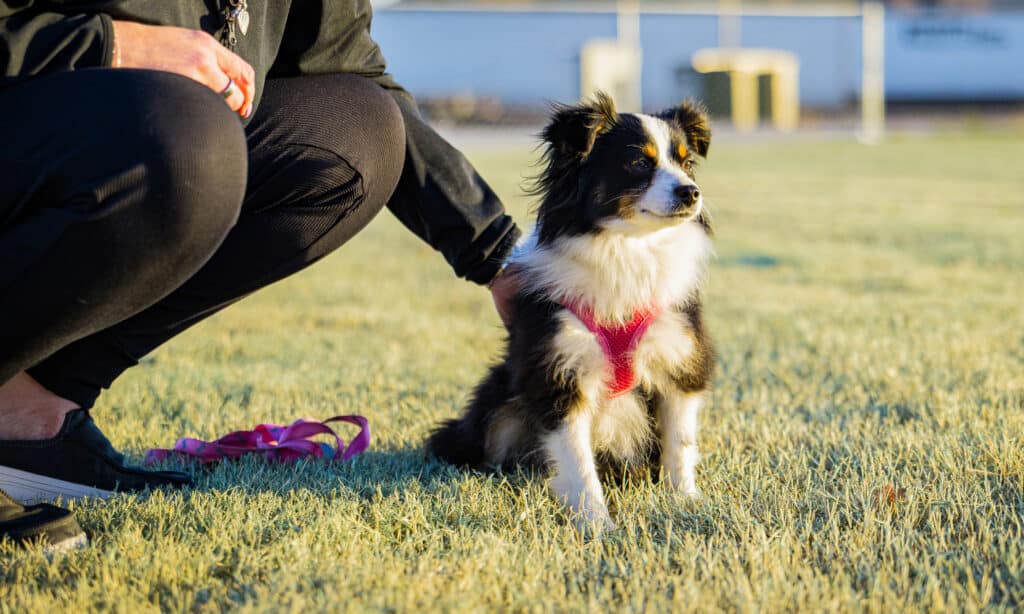 Black and white dog in a red harness sitting on the grass at the dark park at the Golden Mesa RV Park in Guymon, Oklahoma.