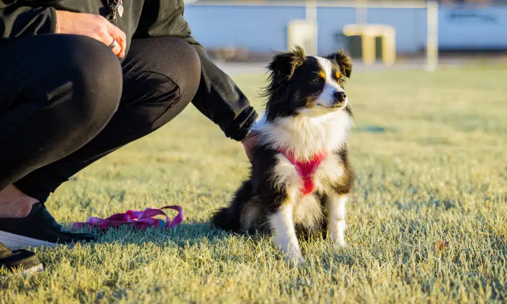 Black and white dog in a red harness sitting on the grass at the dark park at the Golden Mesa RV Park in Guymon, Oklahoma.
